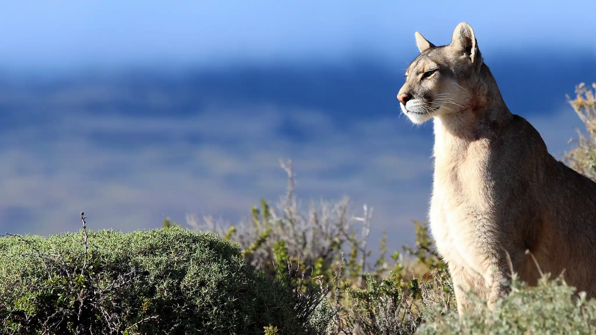 Nws Chile Puma Tristan Whitworth