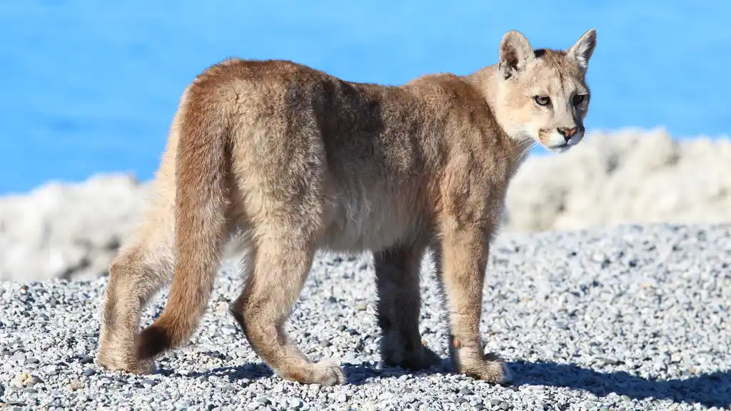 Nws Chile Puma Tristan Whitworth