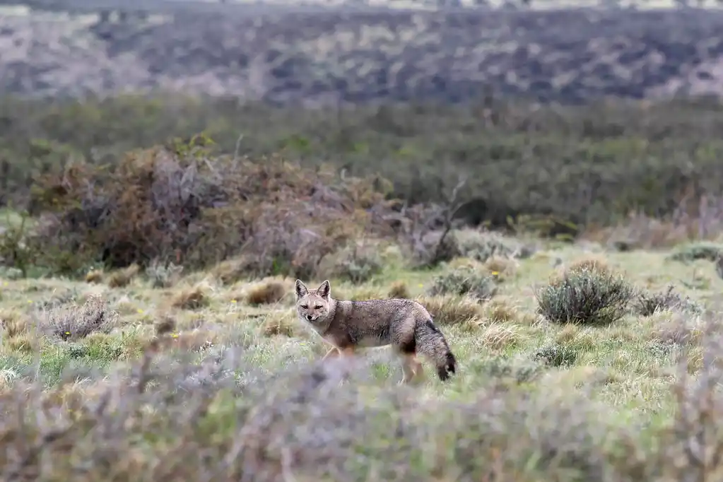 Andean Fox