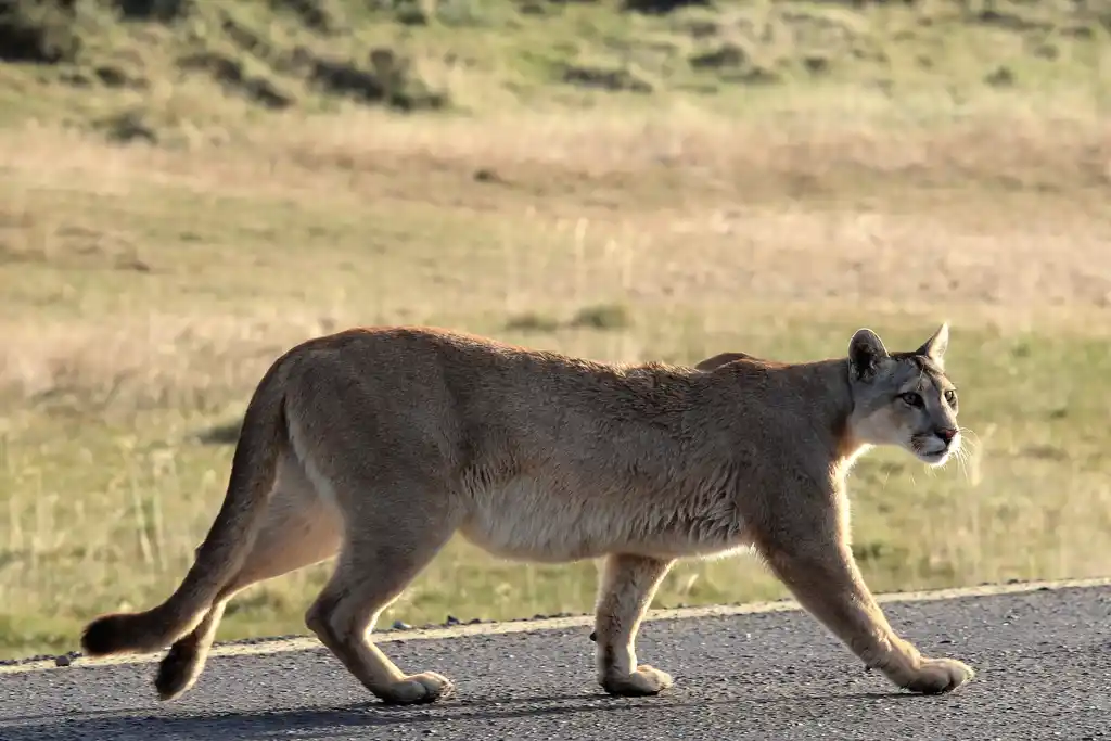 Nws Chile Puma Tristan Whitworth