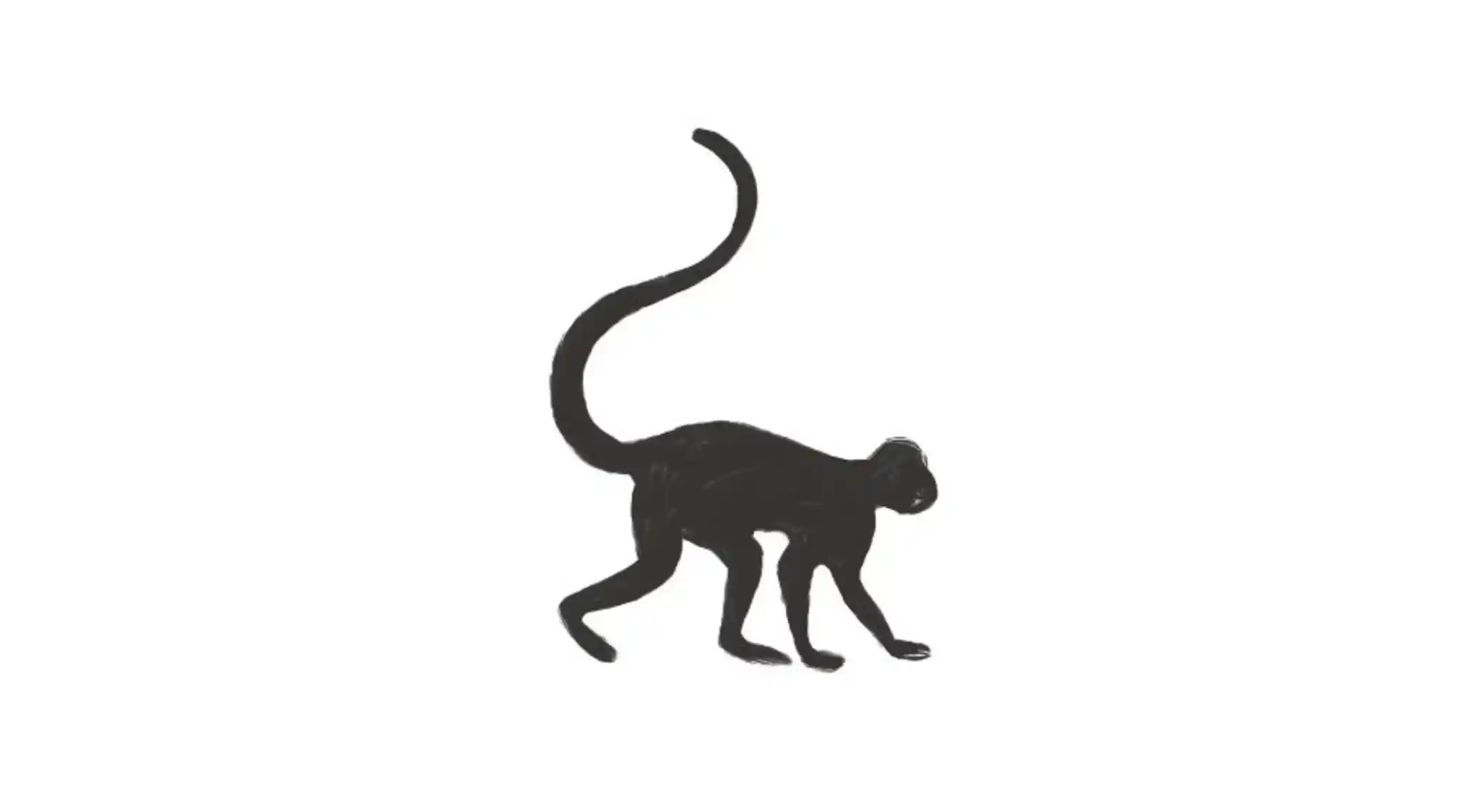 Monkey Icon Why Nws