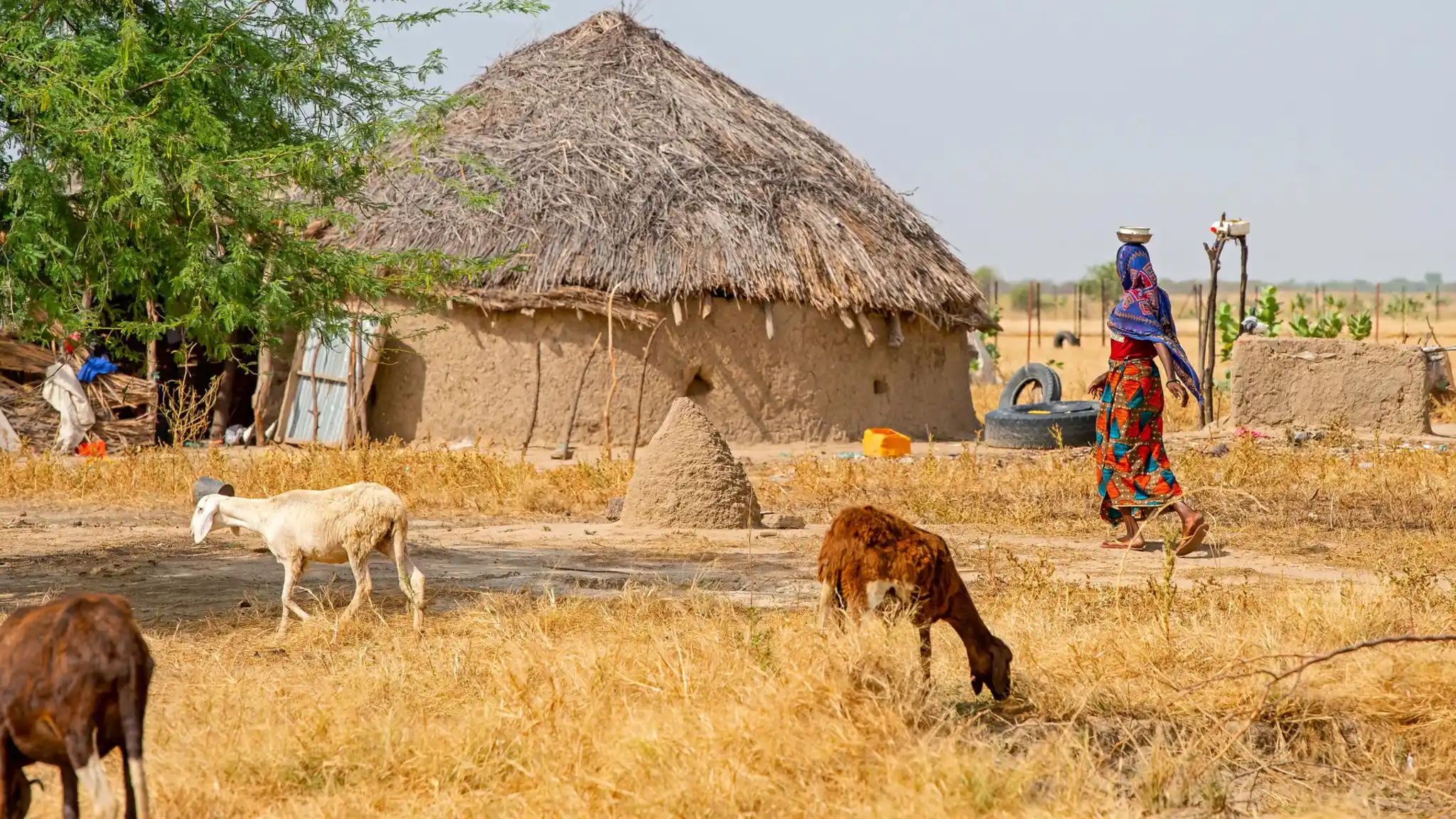 N’Djamena