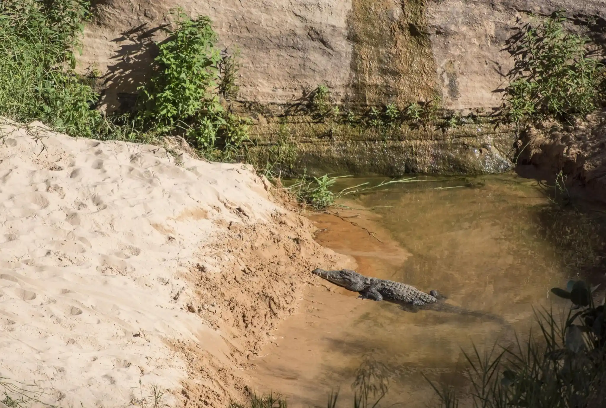 Crocodile At Guelta Darchei