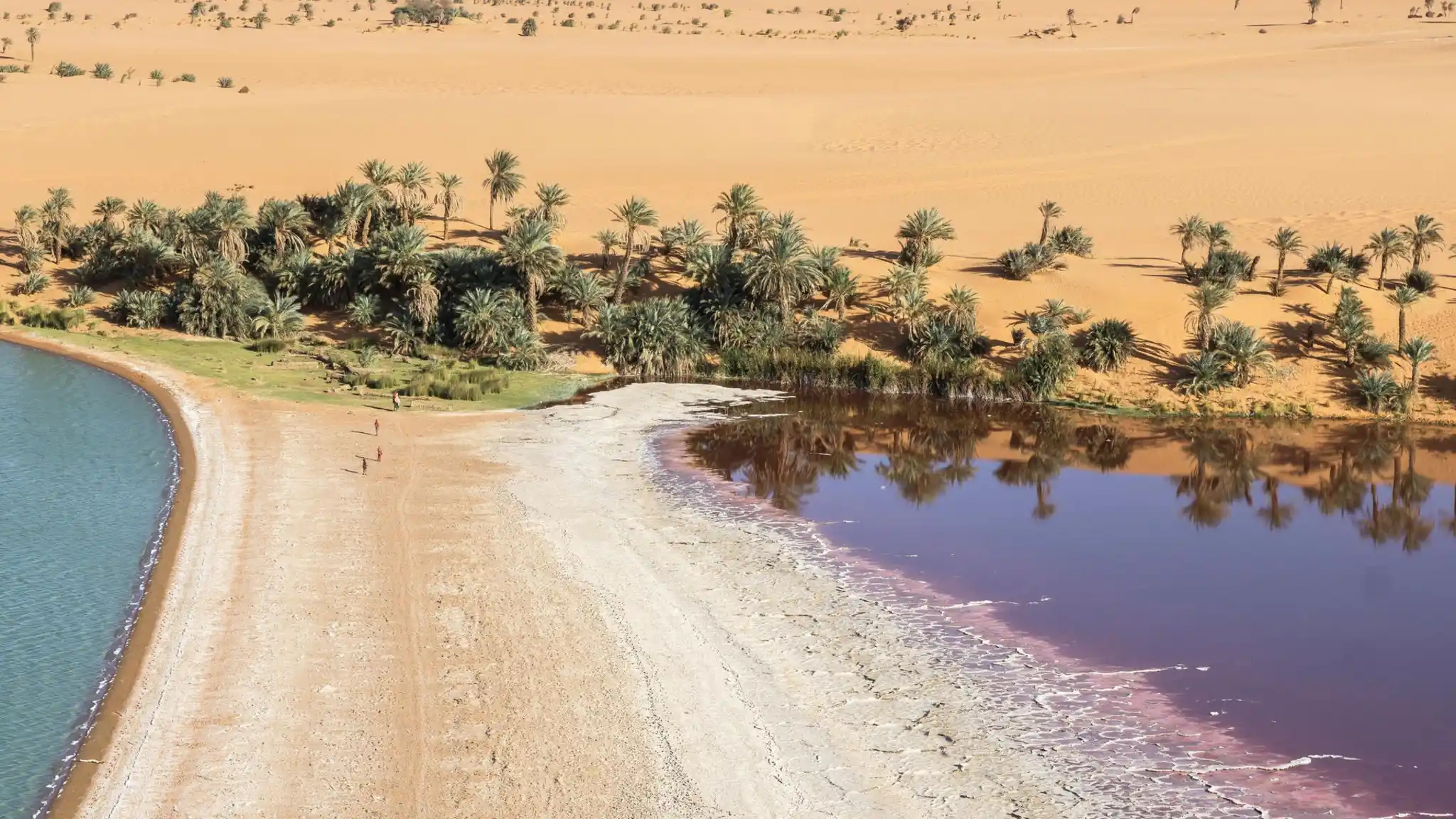 Anoa Oasis