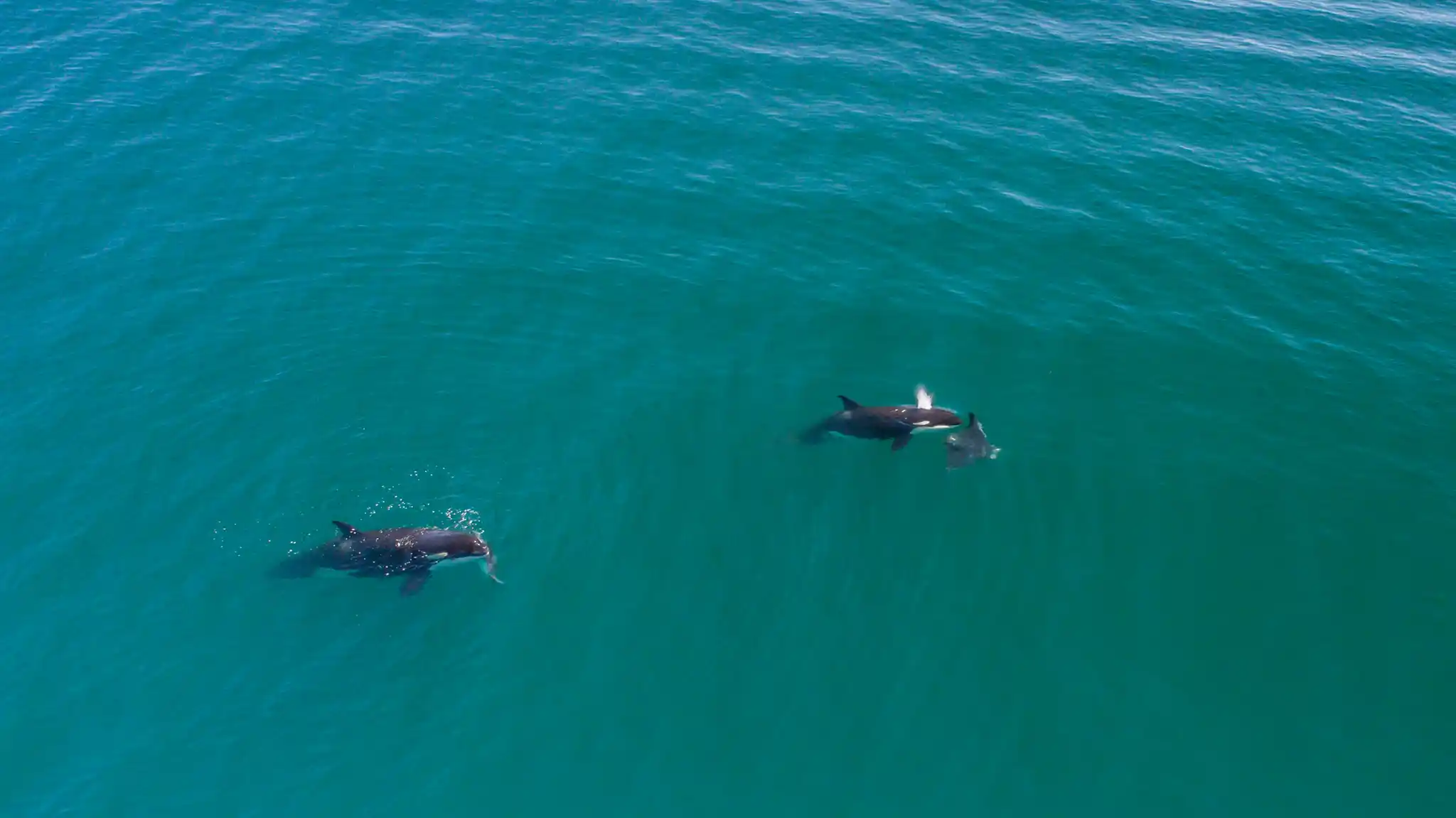 Orcas Mexico