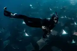 Boat-Based Orcas & Mobula Rays Snorkleing