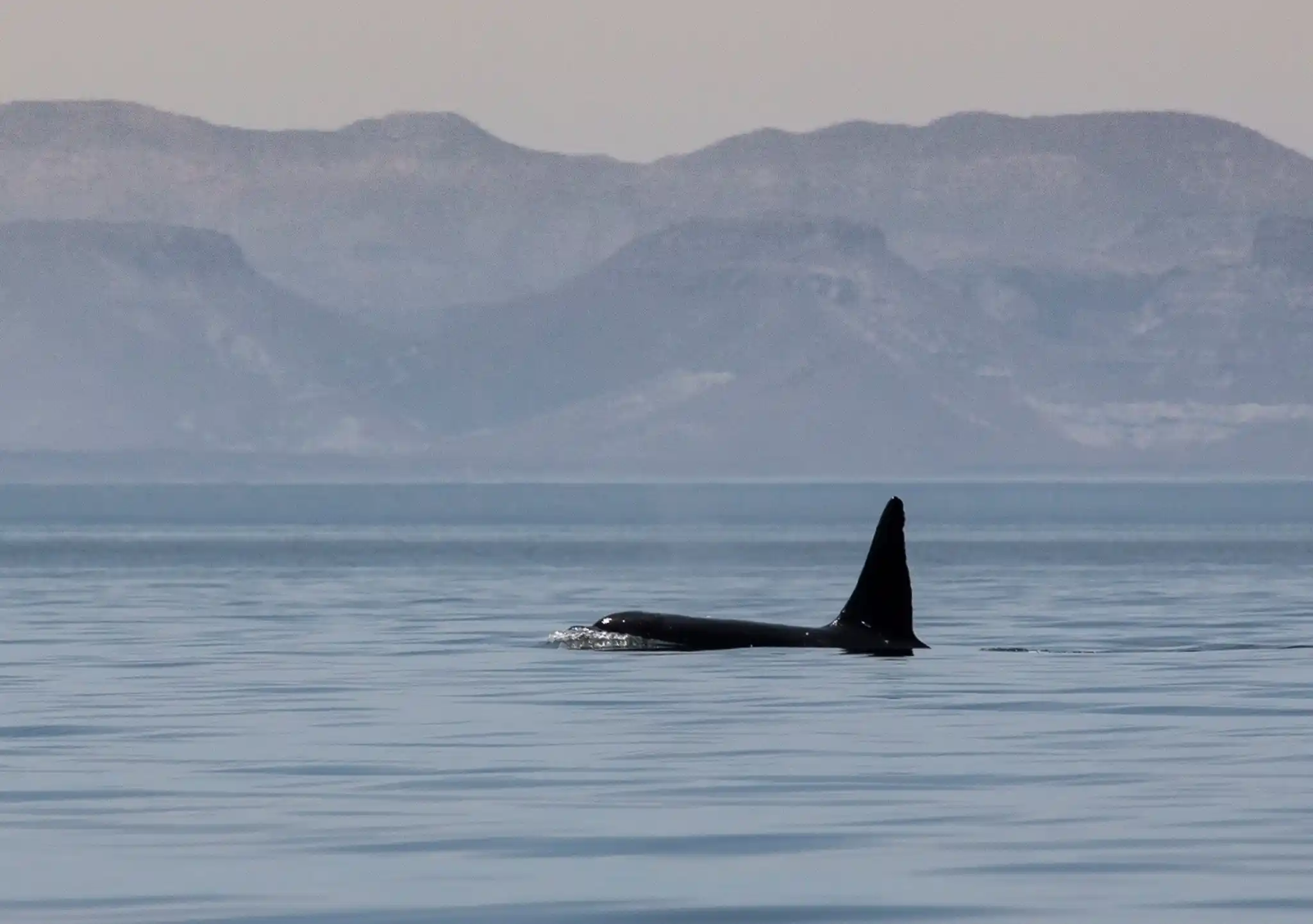 Orcas Dan Taylor