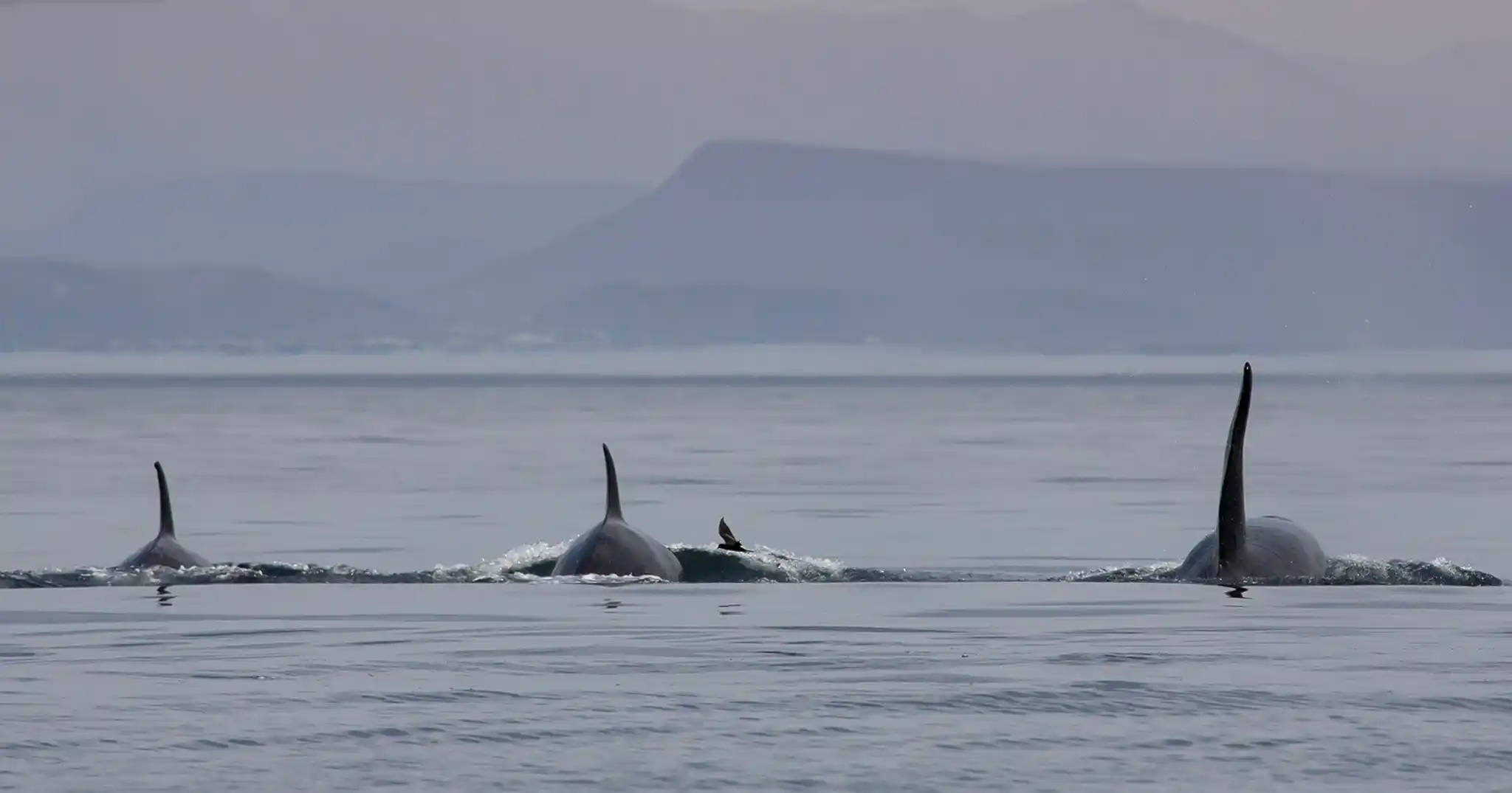 Orcas Dan Taylor
