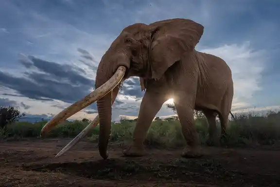KENYA A9 BEM102541 Enhanced NR