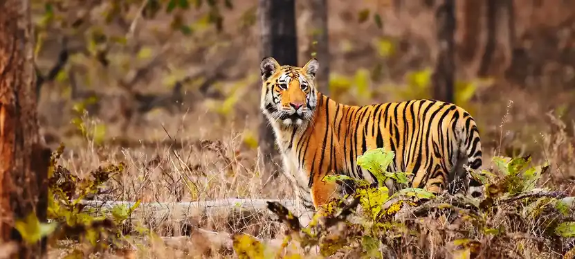Pench Park Img6 Jpg