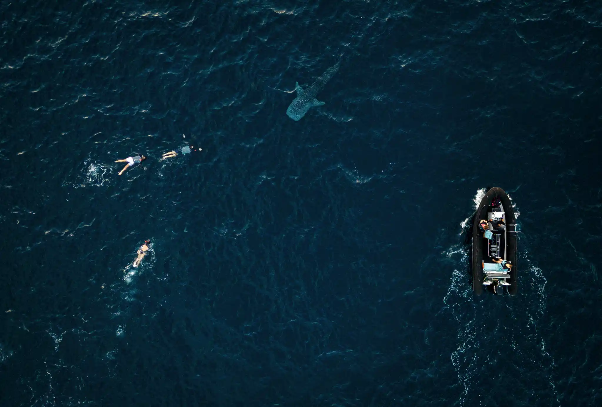Aqua Blu Swimming With Whalesharks Copia
