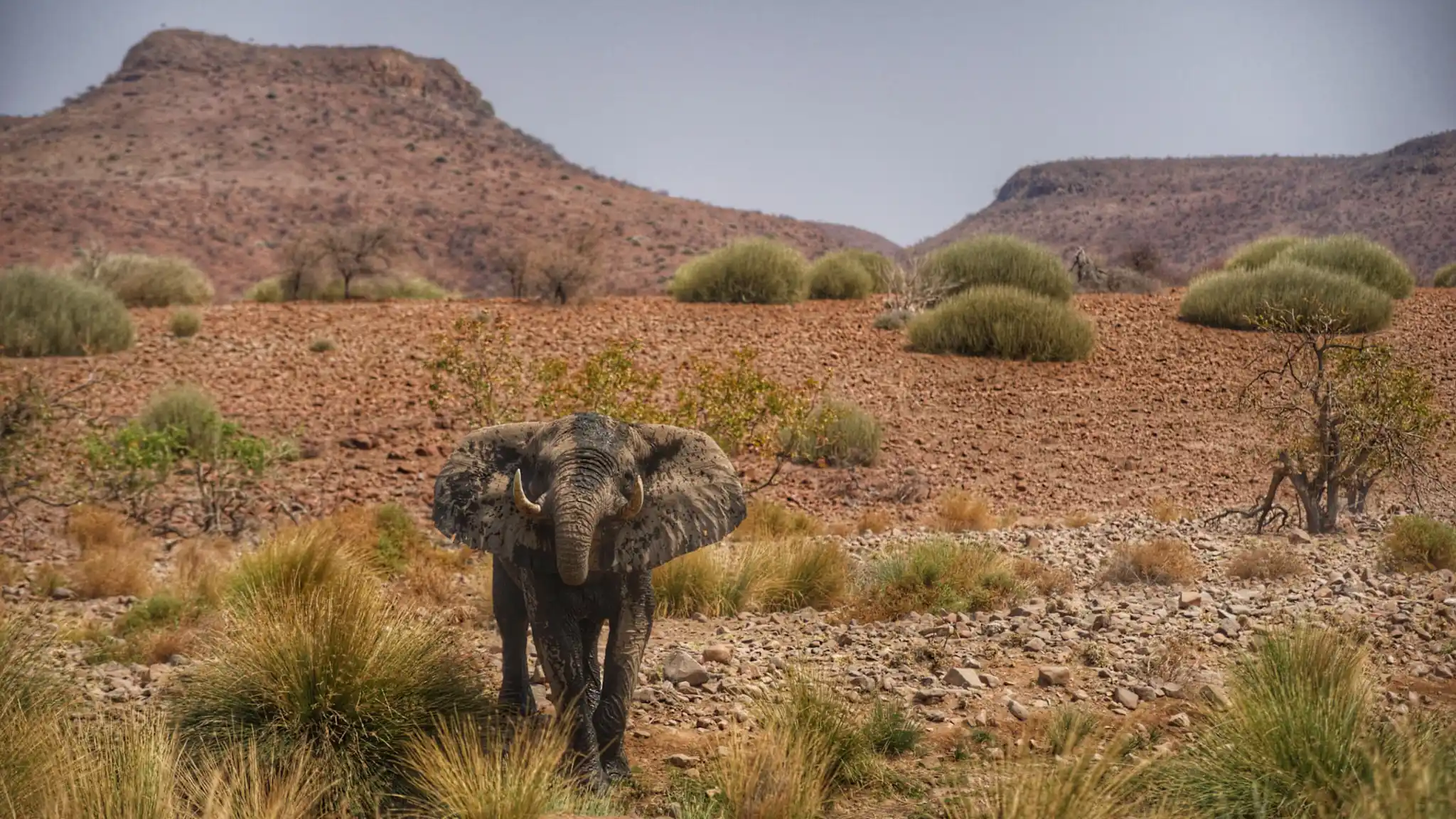 Russ Maclaughlin Africa Namibia Elephant