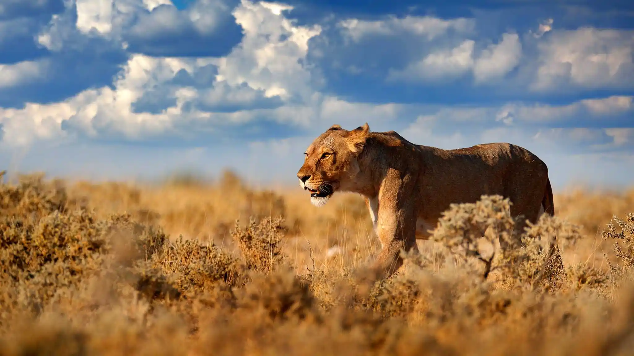 St Namibia Etosha National Park Lion Shutterstock Ondrej Prosicky