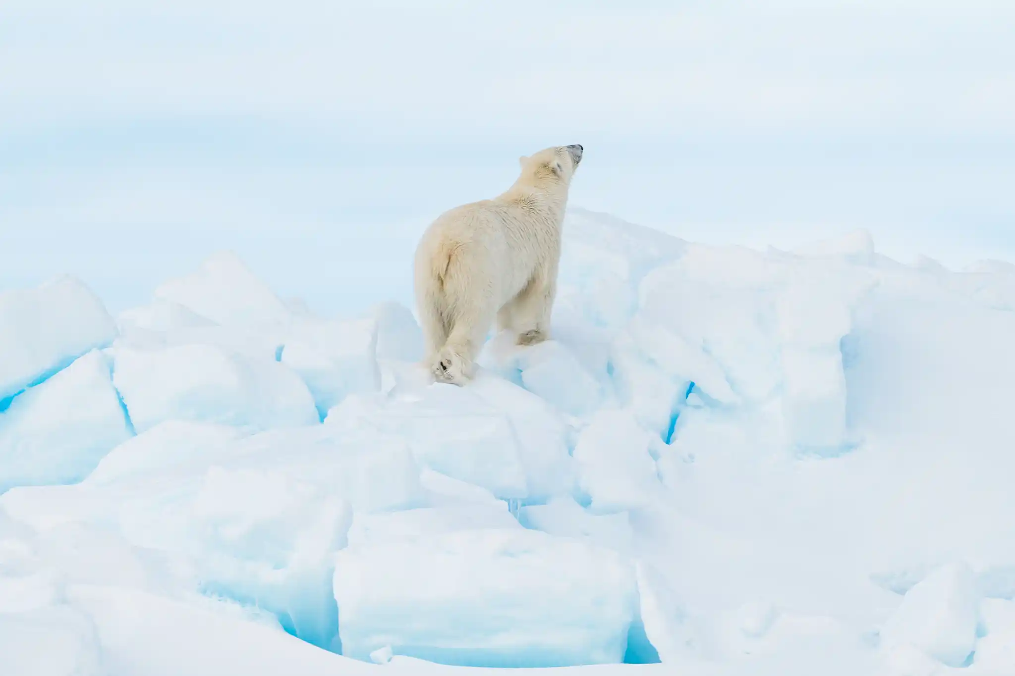 Ben Hardman Bear by Ben Hardman