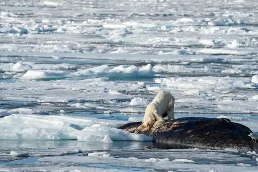 Polar Bear eating Dead Whale by Hadleigh Measham