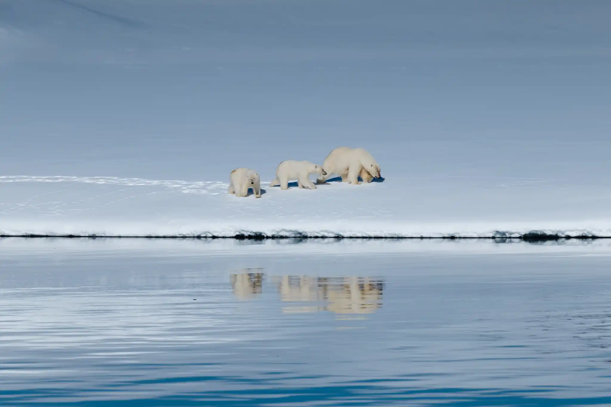 Ben Hardman Polar Bear & Cubs 2025 by Ben Hardman 