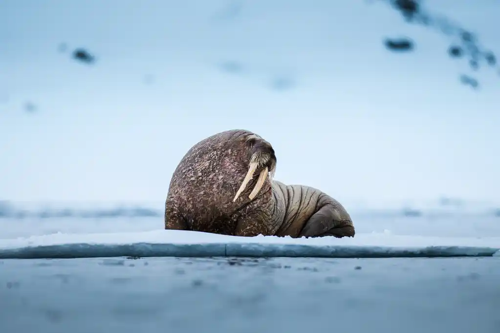 Walrus by Ben Hardman