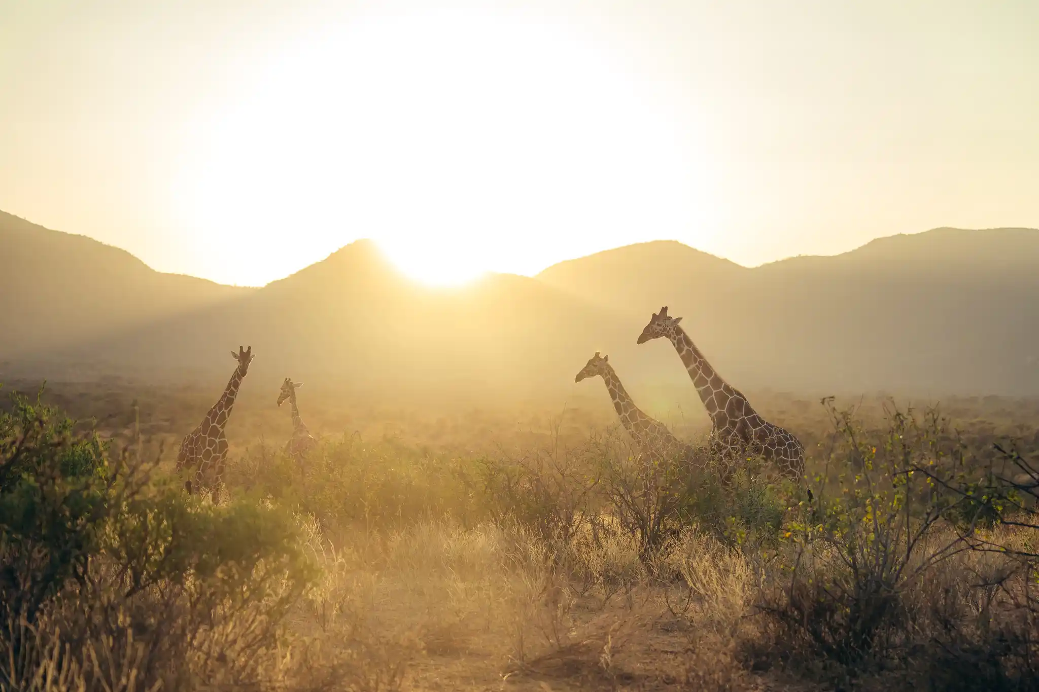 Sarara Wildlife Imagebythigenjuguna