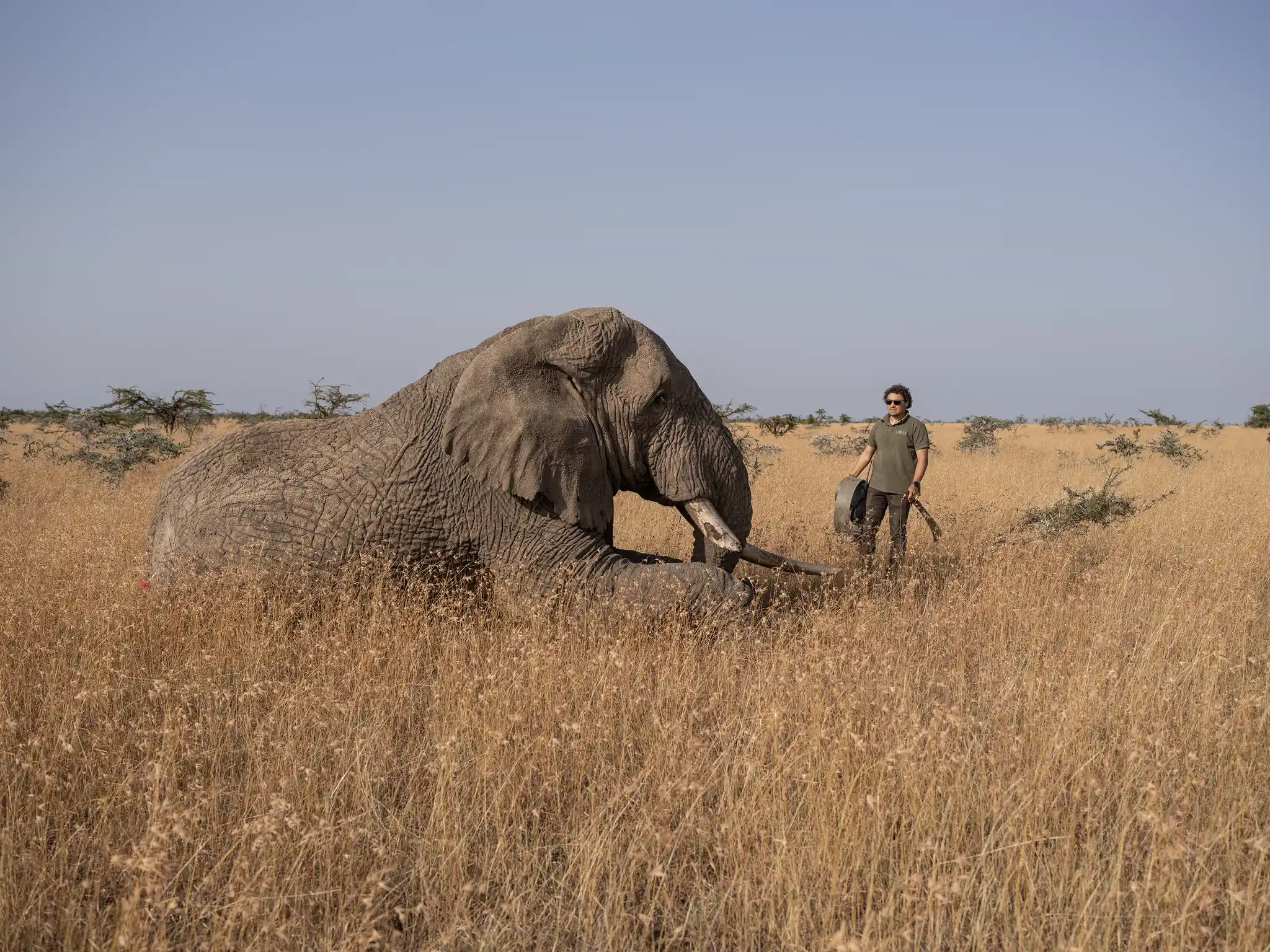 Elephant Collaring Space For Giants Laikipia Kenya David Chancellor
