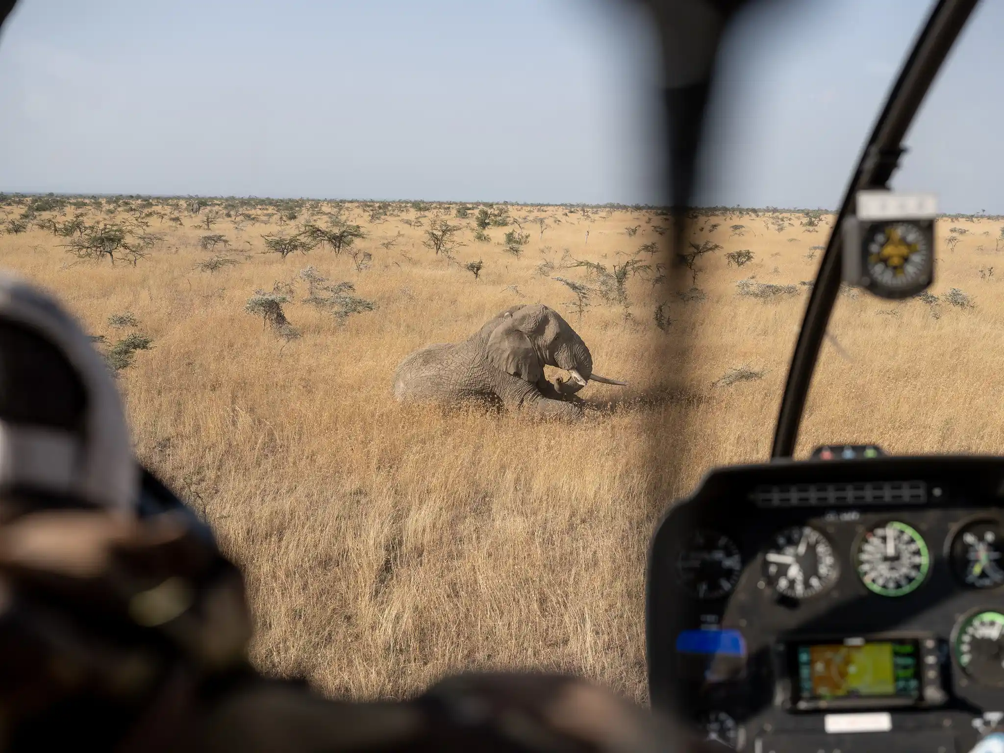 Elephant Collaring Space For Giants Laikipia Kenya David Chancellor