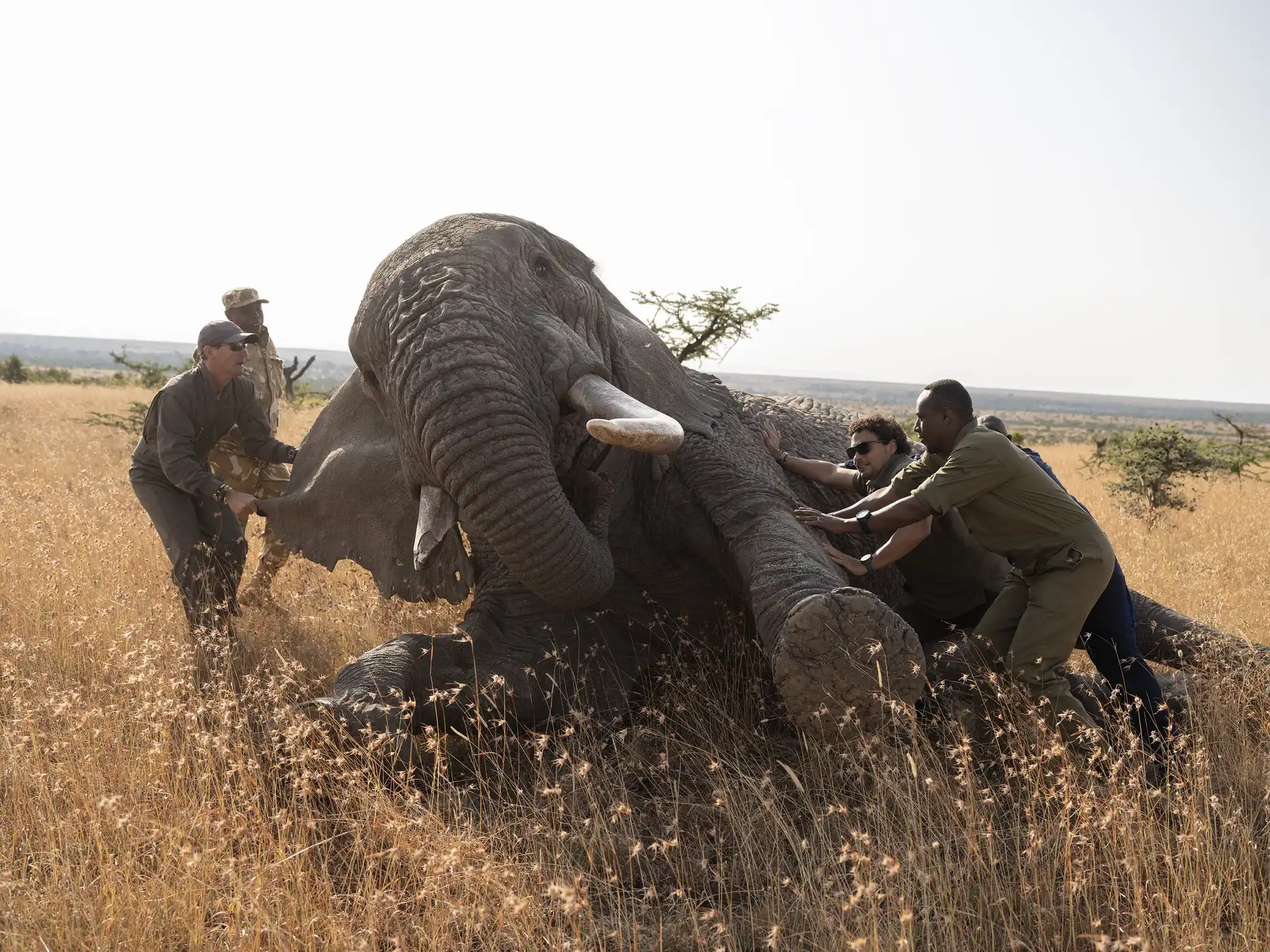 Elephant Collaring Space For Giants Laikipia Kenya David Chancellor
