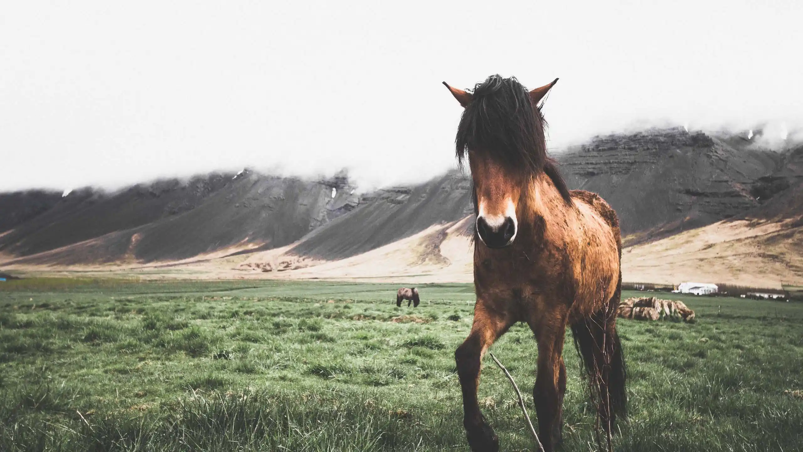 Icelandic Horse Norris Niman