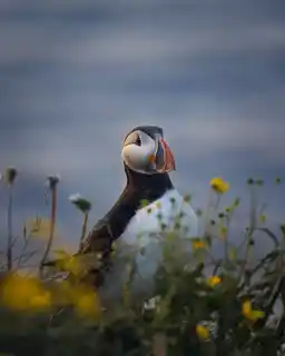 Atlantic Puffin In Summer By Simon Svensson Photography