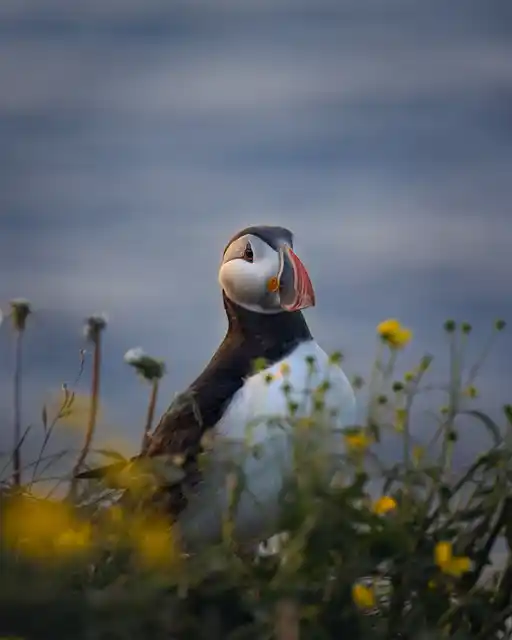 Atlantic Puffin In Summer By Simon Svensson Photography