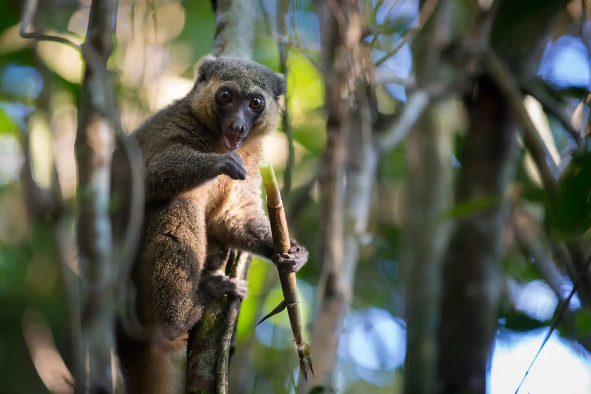 Madagascar Ranomafana National Park Golden Bamboo Lemur Robin Hoskyns