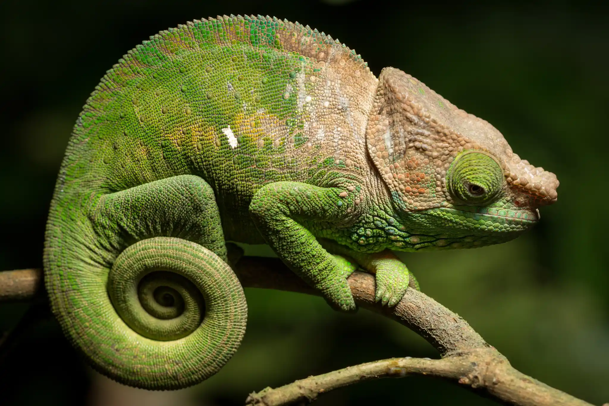 Madagascar Ranomafana National Park O Shaghnessi S Chameleon Robin Hoskyns