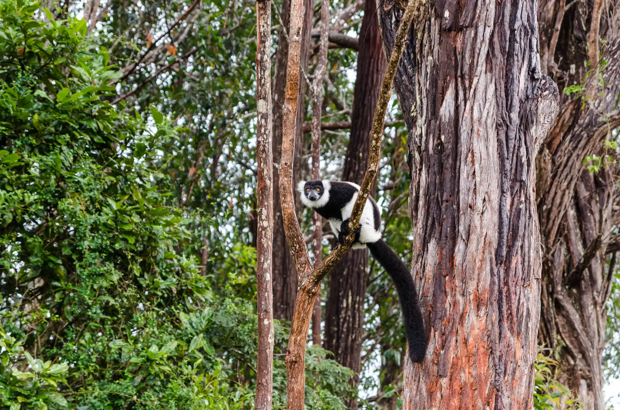 Madagascar Anadsibe Park Black And White Ruffed Lemur Lenisecalleja Photography