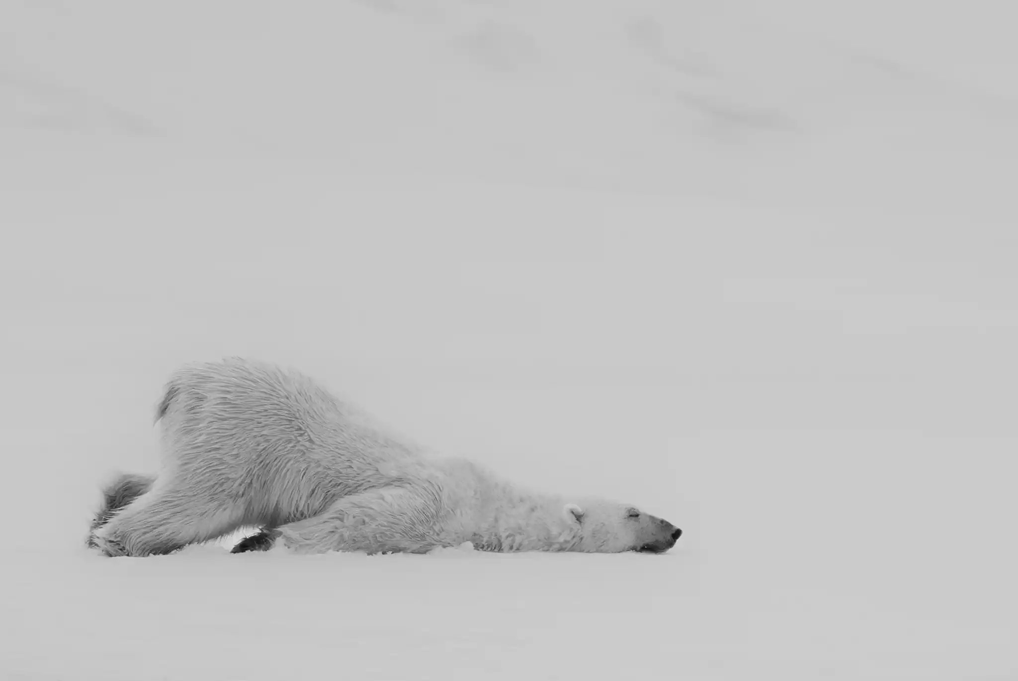 Polar Bear Will Bolsover