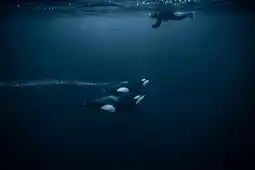 Swimming with Orcas Norway 2027