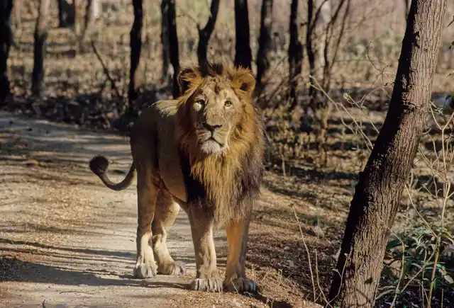 Nws As Asiation Lion Male Forest