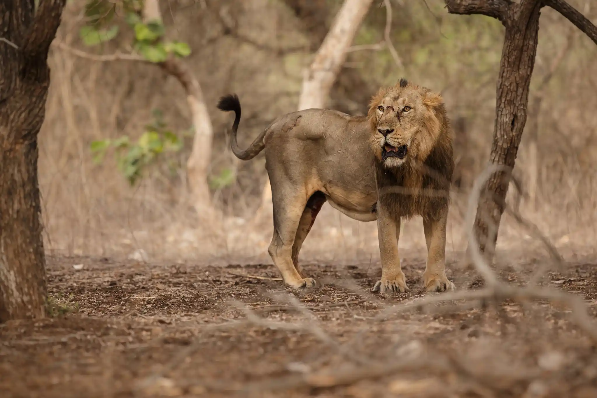 India Asiatic Male Lion Rare Photocechcz