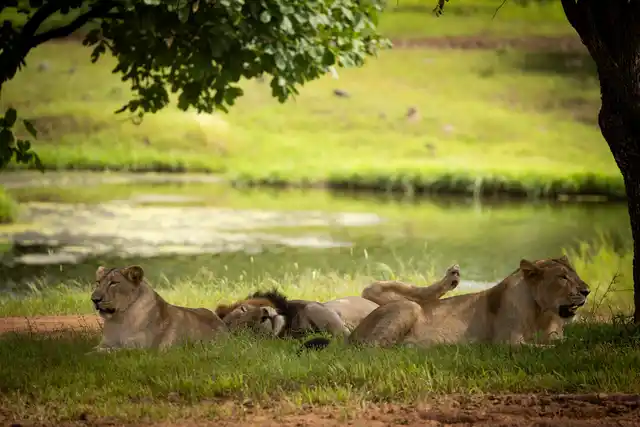 Nws As Asiatic Lions Group