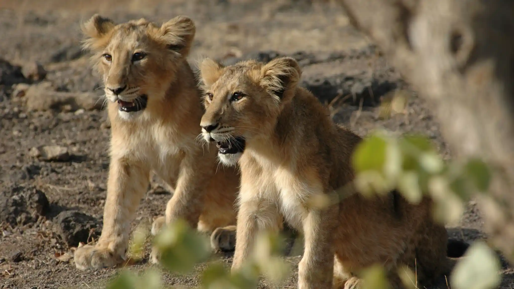 Nws St Asiatic Lion Cubs