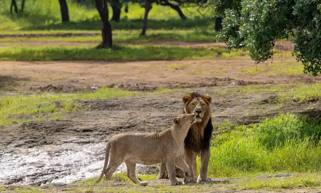 Nws As Asiatic Lions Pair