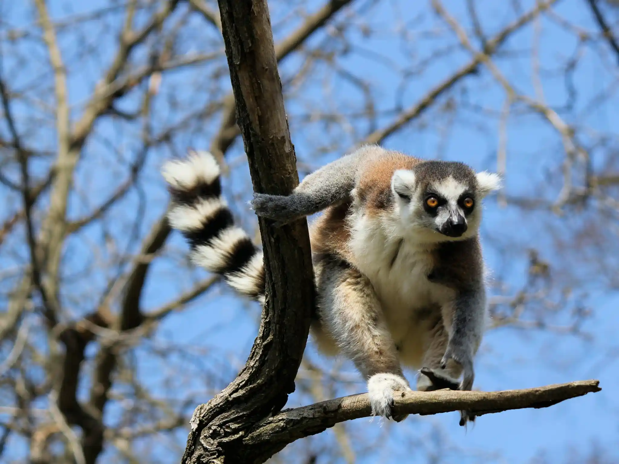 Unsplash T Mvnd5igcq Lemur
