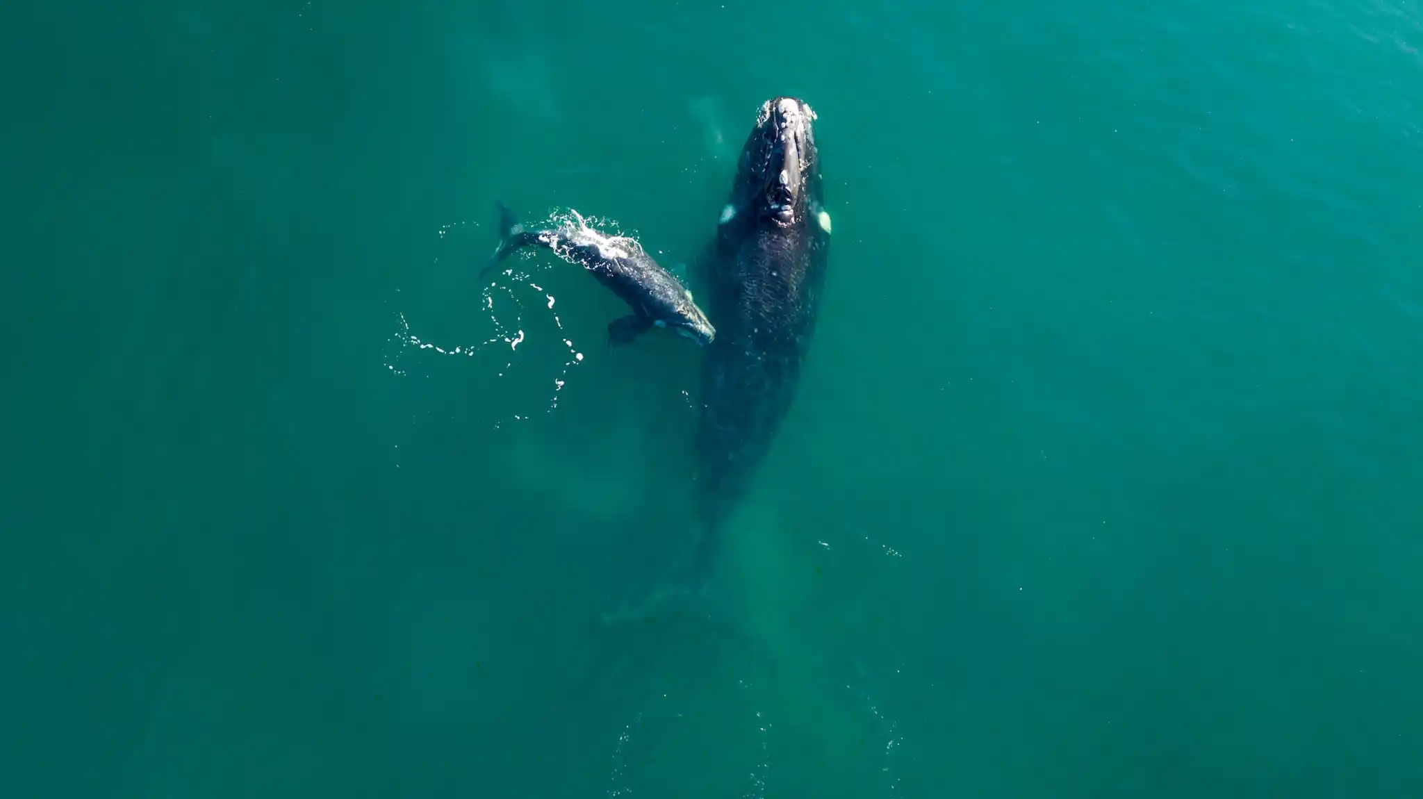 PAT Drone As Southern Right Whale