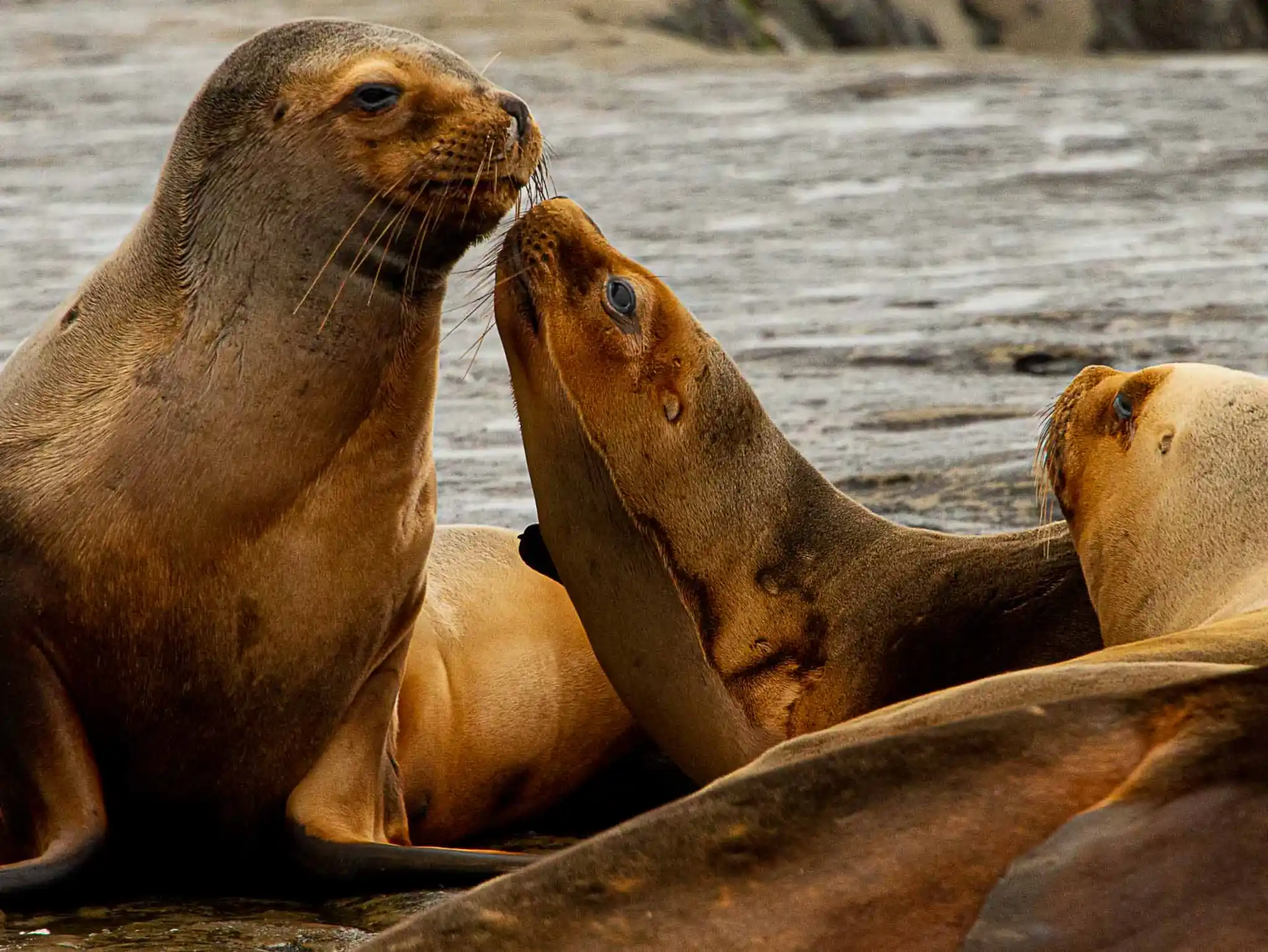 Sea Lions Patagonia Argentina PA
