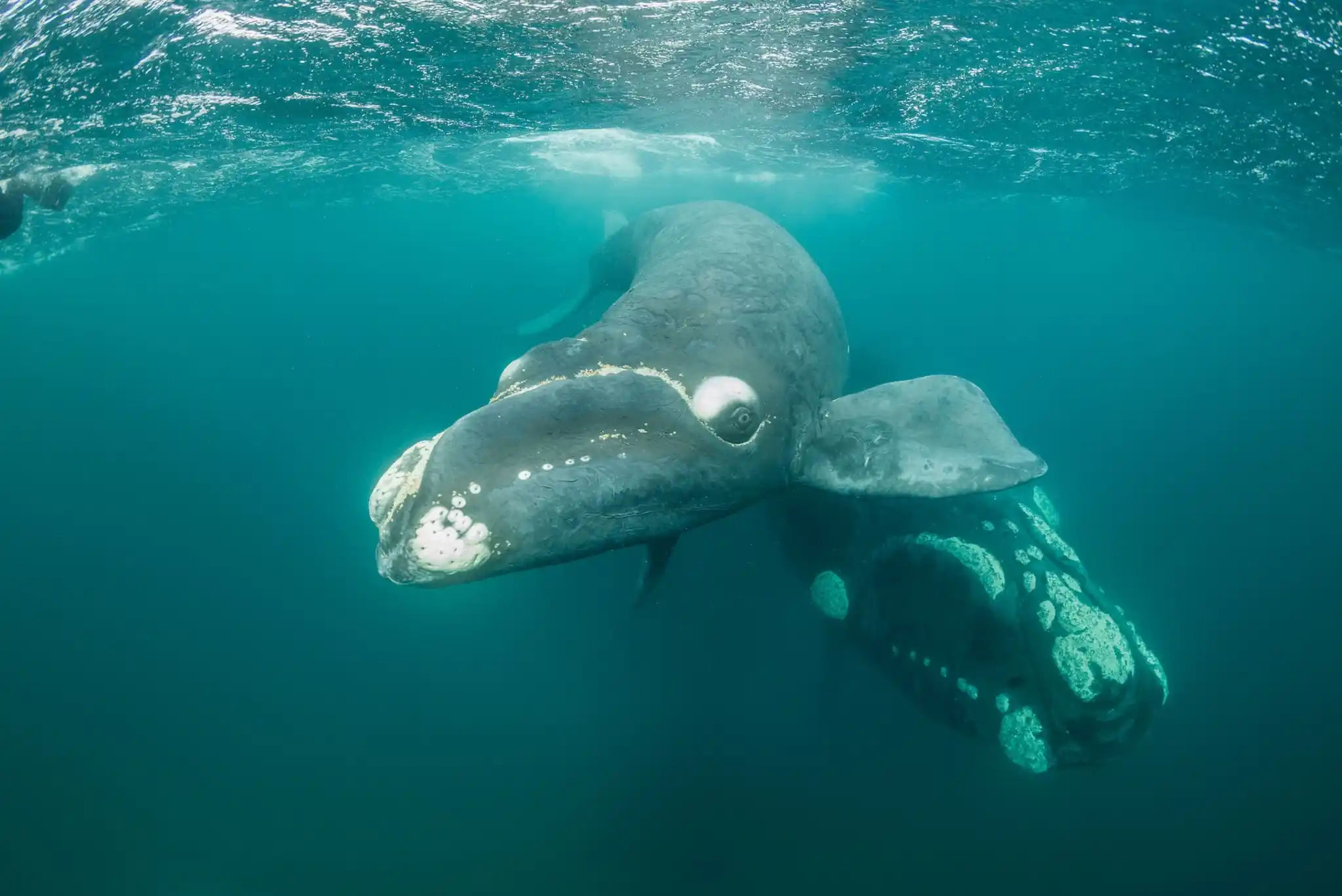 PAT Southern Right Whales