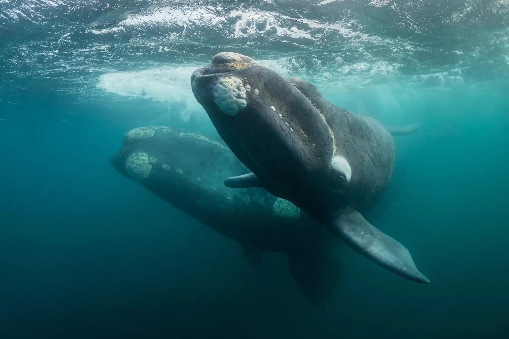 Pat AS Southern Right Whales