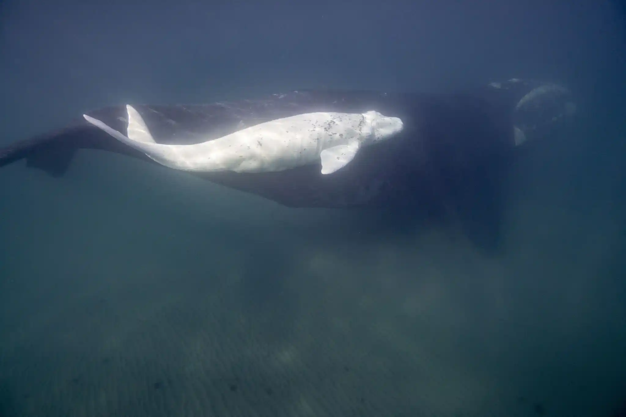 White Calf Southern Right Whale Patagonia Argentina PAE