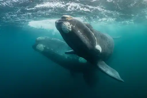 Pat AS Southern Right Whales