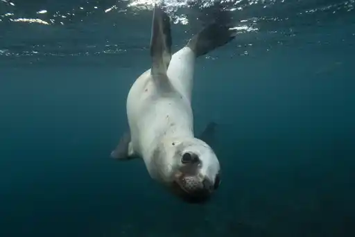 Seal Underwater Patagonia Argentina PAE