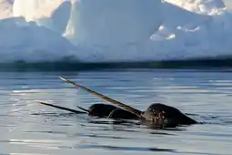 The Floe Edge