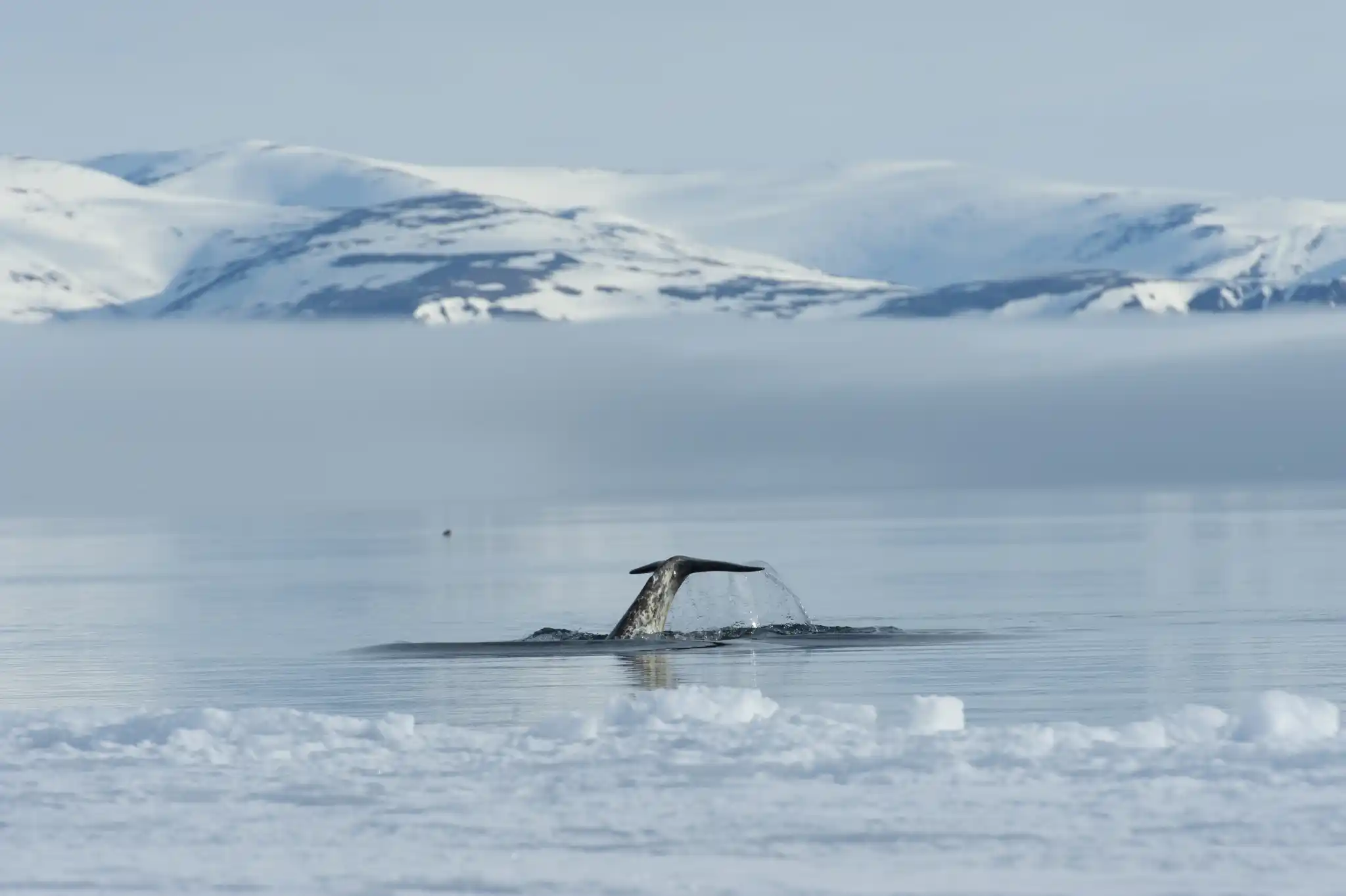 AK Narwhal DSC3196