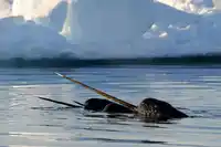 Arctic Kingdom ERIC BACCEGA Narwhal Tusks At Floe Edge On Arctic Kingdom Safari ERB5929
