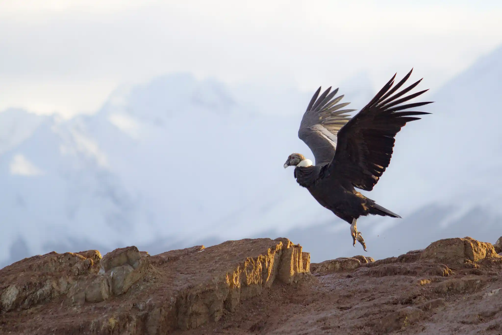 St Argentina Ushuaia Beagle Channel Andean Condor Shutterstock Fabideciria